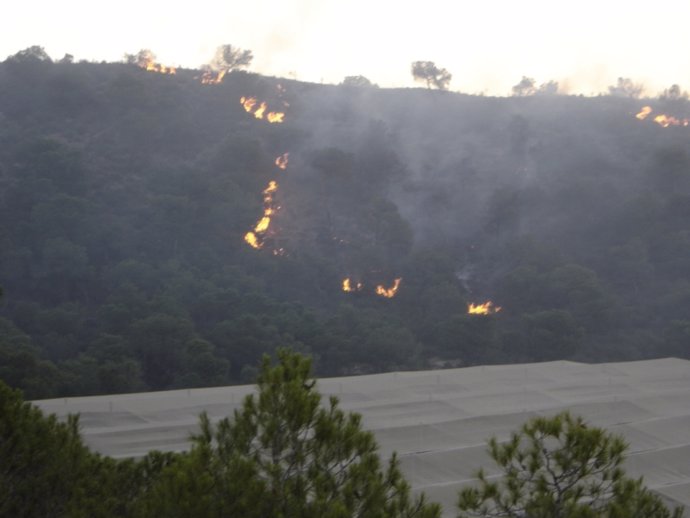 Incendio Forestal Registrado En Pilar De La Horadada