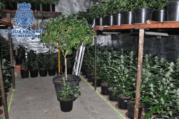 Plantas De Marihuana