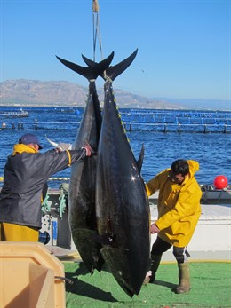 Pesca De Atún De Balfegó En La Atmetlla De Mar