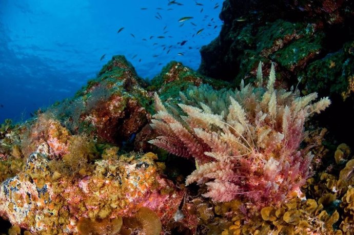 Fondo Marino De La Restinga, Donde Se Está Produciendo La Erupción En El Hierro