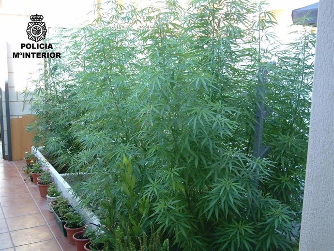 Plantas De Marihuana