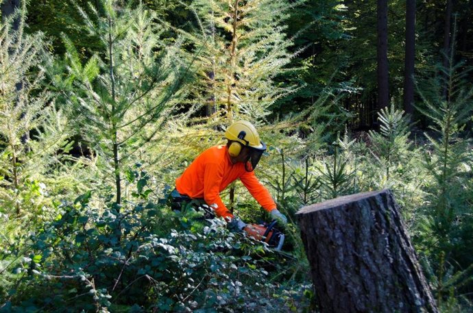Un Preso Catalán Trabaja En La Limpieza De Bosques Alemanes