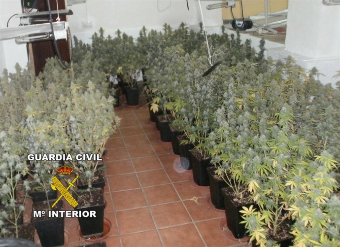 Plantas Decomisadas En Operacion Antidroga En Pinos Puente