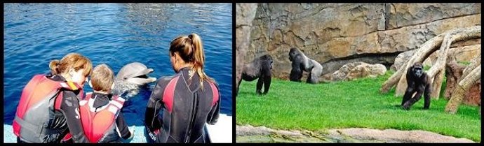 Montaje Con Imágenes Del Oceanogràfic Y Bioparc