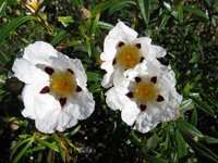 Floristas catalanes prevén vender un 10% menos de crisantemos en pro de otras flores