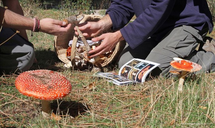 Recolección De Setas