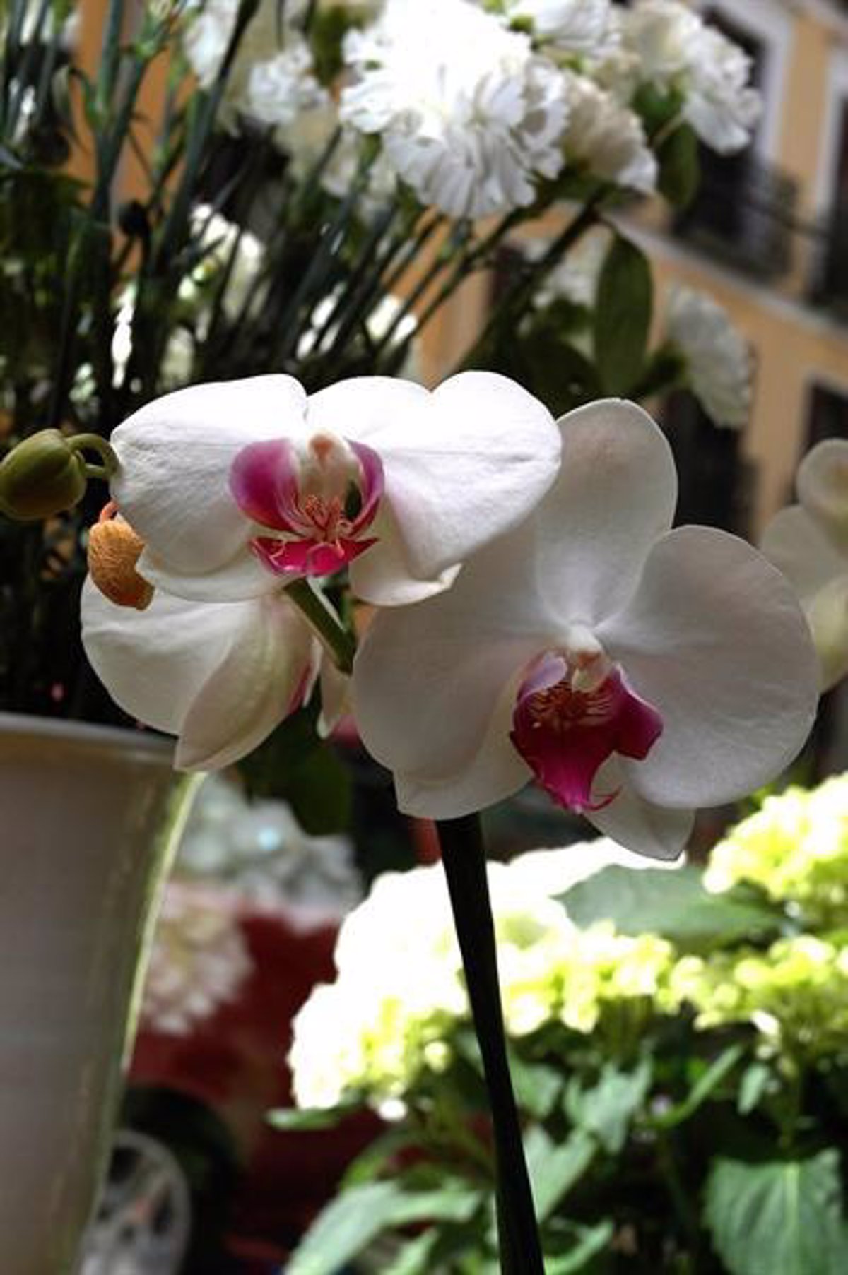 Crisantemos y dalias, las flores más utilizadas en los cementerios el día de  Todos los Santos