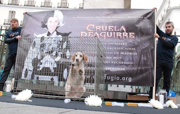 Uno De Los Animales Que Cuida El Refugio