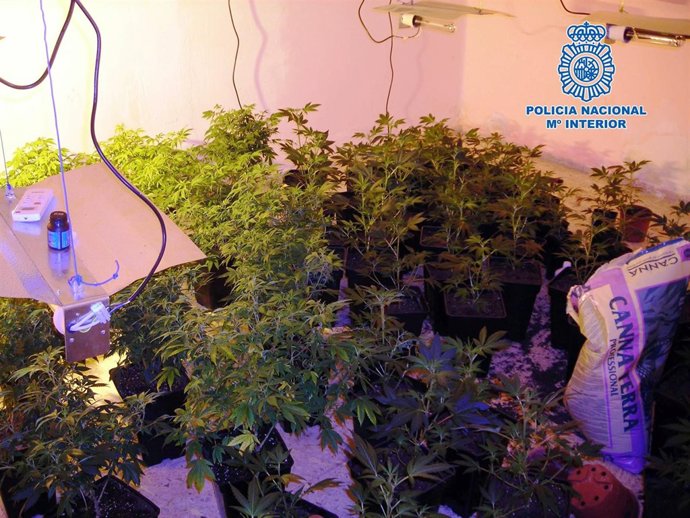 Marihuana intervenida en El Puche