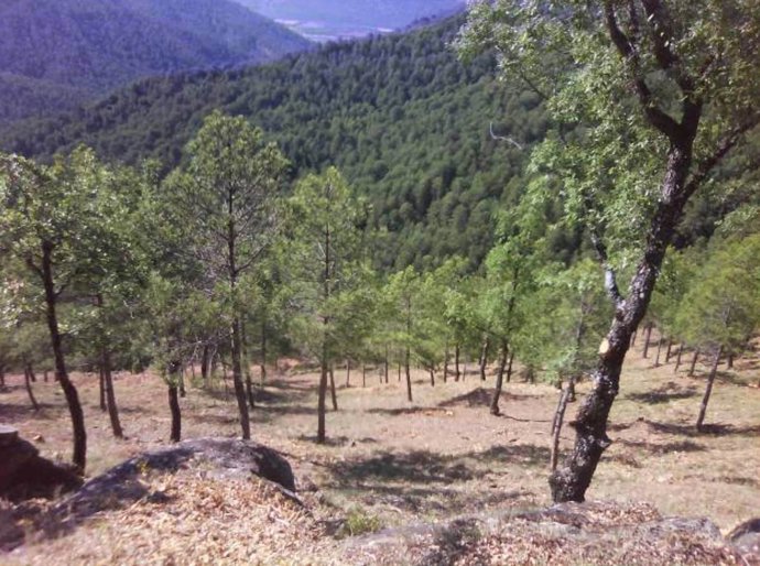 Monte De Pinares