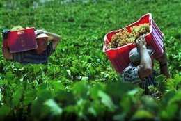 Temporeros Trabajando En La Vendimia Temprana En El Condado De Huelva.