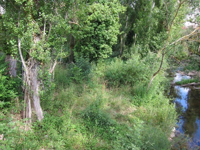 Río, Vegetación De Rivera, Bosque, Naturaleza