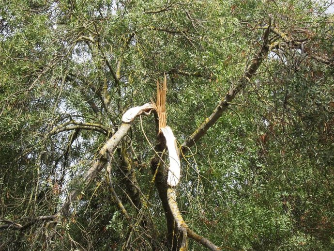 Árbol Tronchado Por El Temporal, Viento, Daños, Árbol Partido, Vendaval