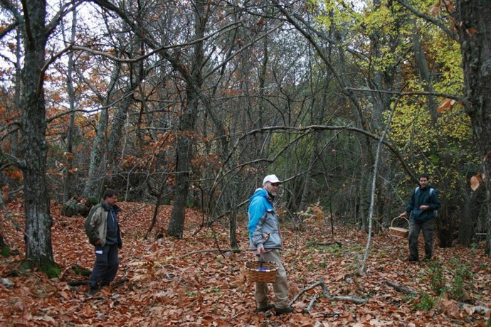 Micologico, Setas, Recogida Setas