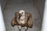 Recuperan un buitre que estaba en la copa de un árbol junto al polideportivo El Torcal