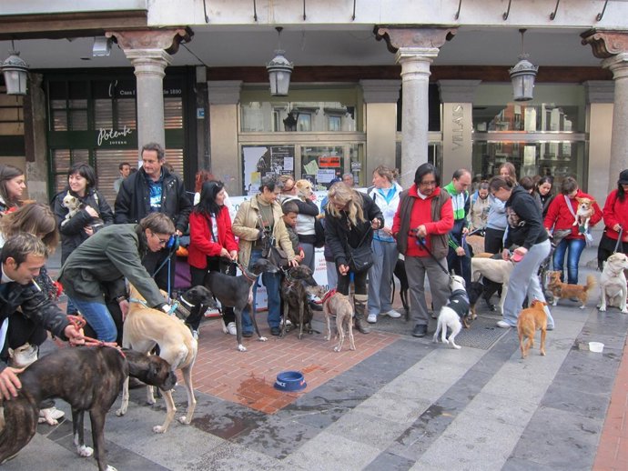 Participantes Y Sus Mascotas En El Paseo Organizado Por Scooby