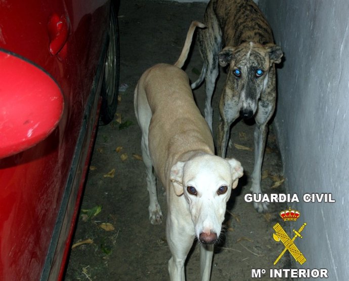 Galgos Recuperados
