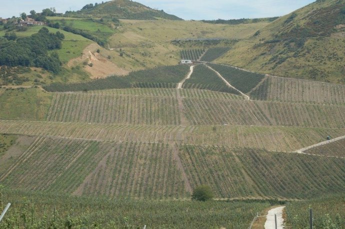 Plantación De Manzanos De Trabanco En Mieres