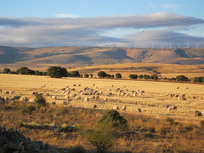 Ovejas, Ganado, Rebaño
