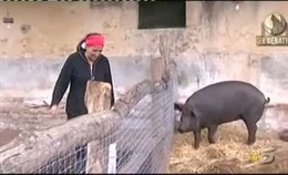 El Cerdo De Acorralados