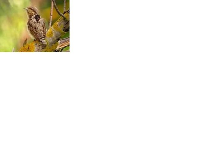 Foto Del Año 2011 De SEO/Birdlife