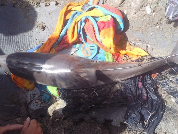 Delfín Listado Varado