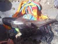 Cemma atiende varios varamientos de cetáceos muertos en playas del Norte de Galicia