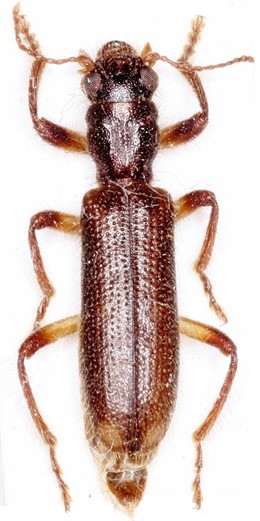 Insecto