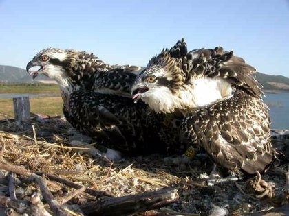 Nacen En La Bahía De Santander Dos Nuevas águilas Pescadoras 