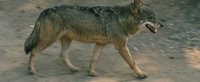 Asaja rechaza el seguro contra los ataques del lobo porque traslada al ganadero la responsabilidad de protegerse