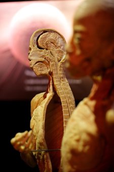 Uno De Los Cuerpos Expuestos En La Exposición 