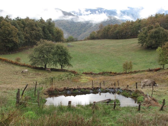 Charca De La Finca 'Las Brañas'