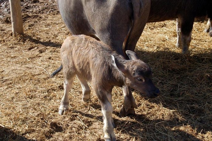Cría De Búfalo De Agua