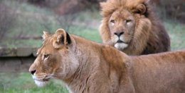 Leones en Cabárceno. 