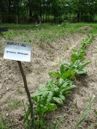 El consumo moderado de espinacas ayuda a reducir la presión arterial