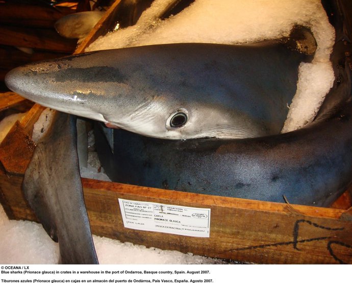 Tiburones Desembarcados En El Puerto De Ondarroa (Vizcaya)