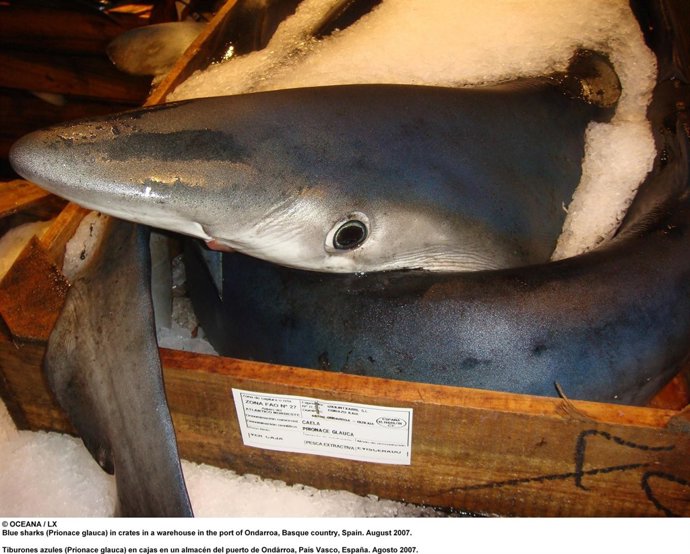 Tiburones Desembarcados En El Puerto De Ondarroa (Vizcaya)
