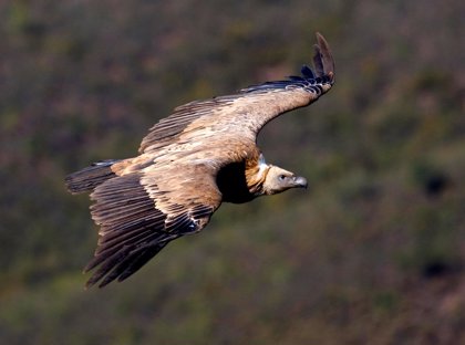  Las especies necrófagas como el buitre, el alimoche o el oso  pardo podrán volver a comer animales muertos