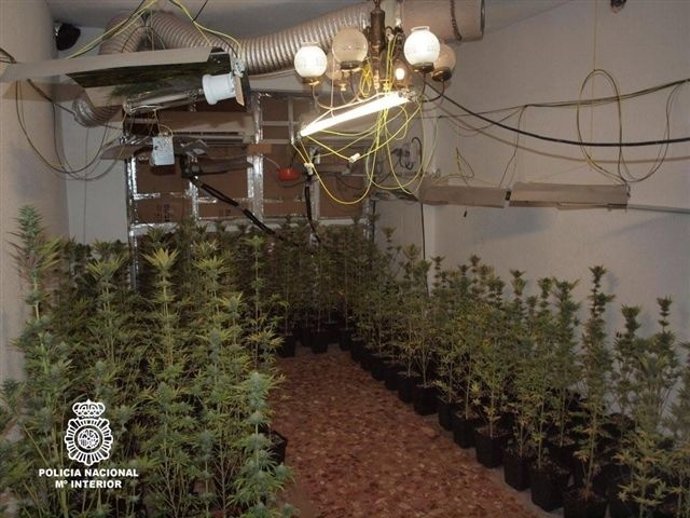 Imagen De La Estancia Donde Se Guardaban Las Plantas De Cannabis