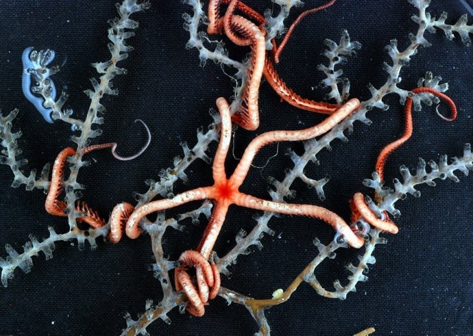 Estrella Gorgonia En La Montaña Submarina De El Cachucho