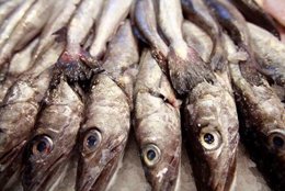 Un Nuevo Estudio Demuestra Los Beneficios Del Pescado