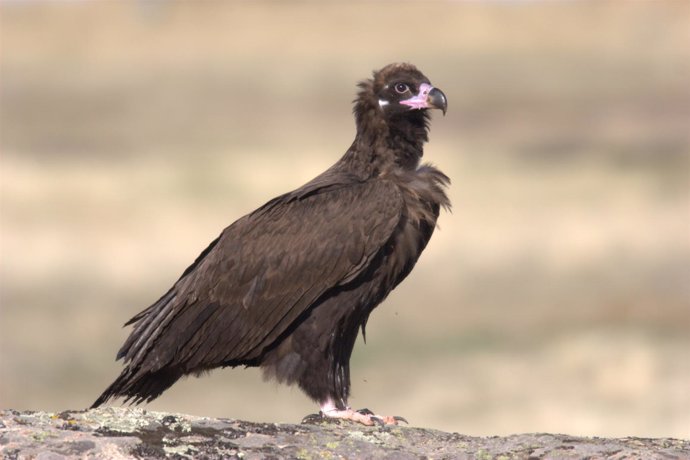 Ejemplar De Buitre Negro, Una Especie Afectada Por El Uso Ilegal Del Veneno