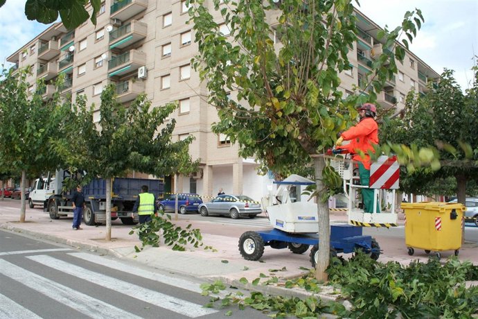 Poda De Árboles En Alcañiz