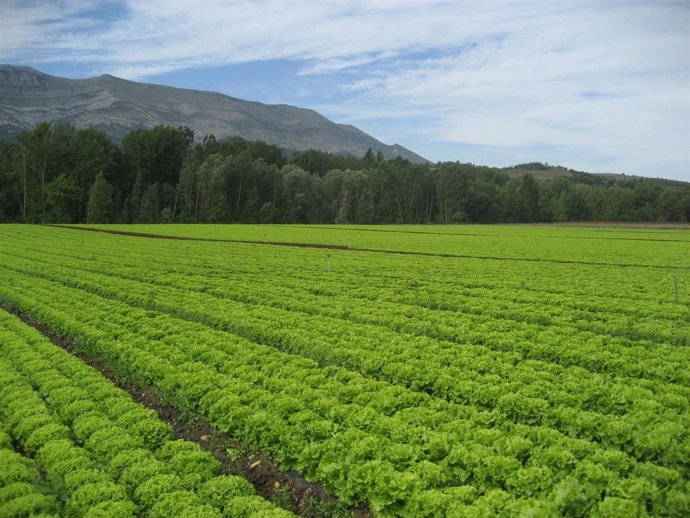 Campo De Lechugas Al Amparo De La Figura 'Lechuga De Medina'