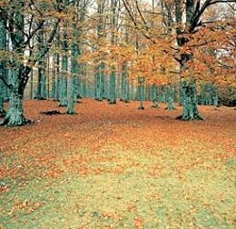 Imagen De Un Hayedo.