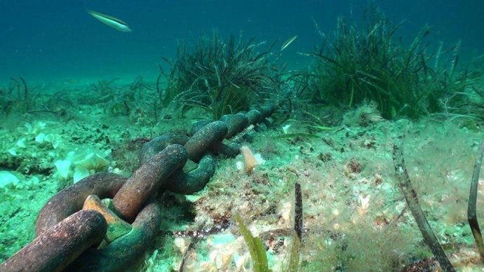 Detalle Del Impacto De Los Fondeos Sobre La Posidonia Oceánica En Baleares.