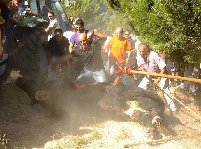 'Afligido', Rematado Por Los Participantes En El Festejo De Tordesillas