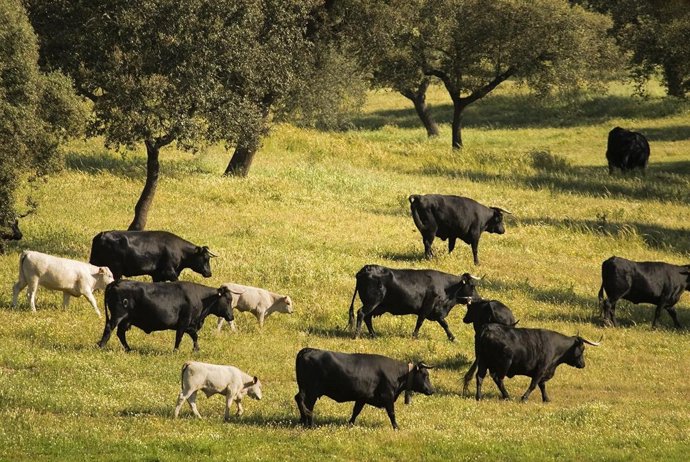 CRIGP TERNERA DE EXTREMADURA