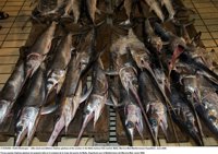 Oceana pide en el ICCAT medidas para frenar la sobreexplotación del pez espada en el Mediterráneo 