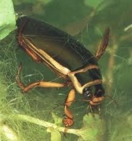 Coleóptero Acuático